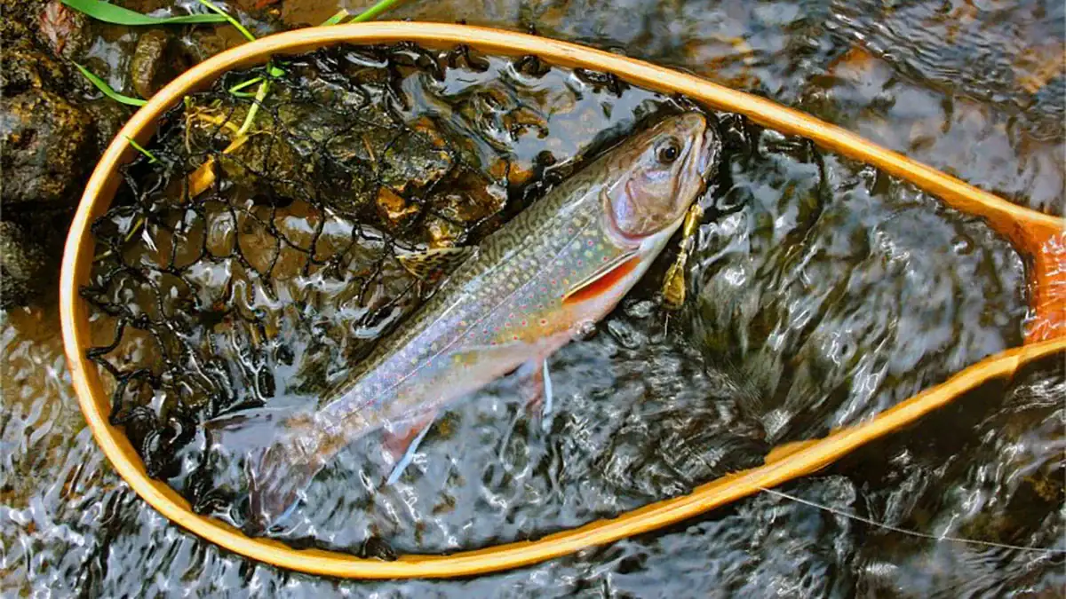 Wisconsin's inland trout harvest season for inland streams, springs, and spring ponds will open Saturday, April 4, and run through Oct. 15, 2026.