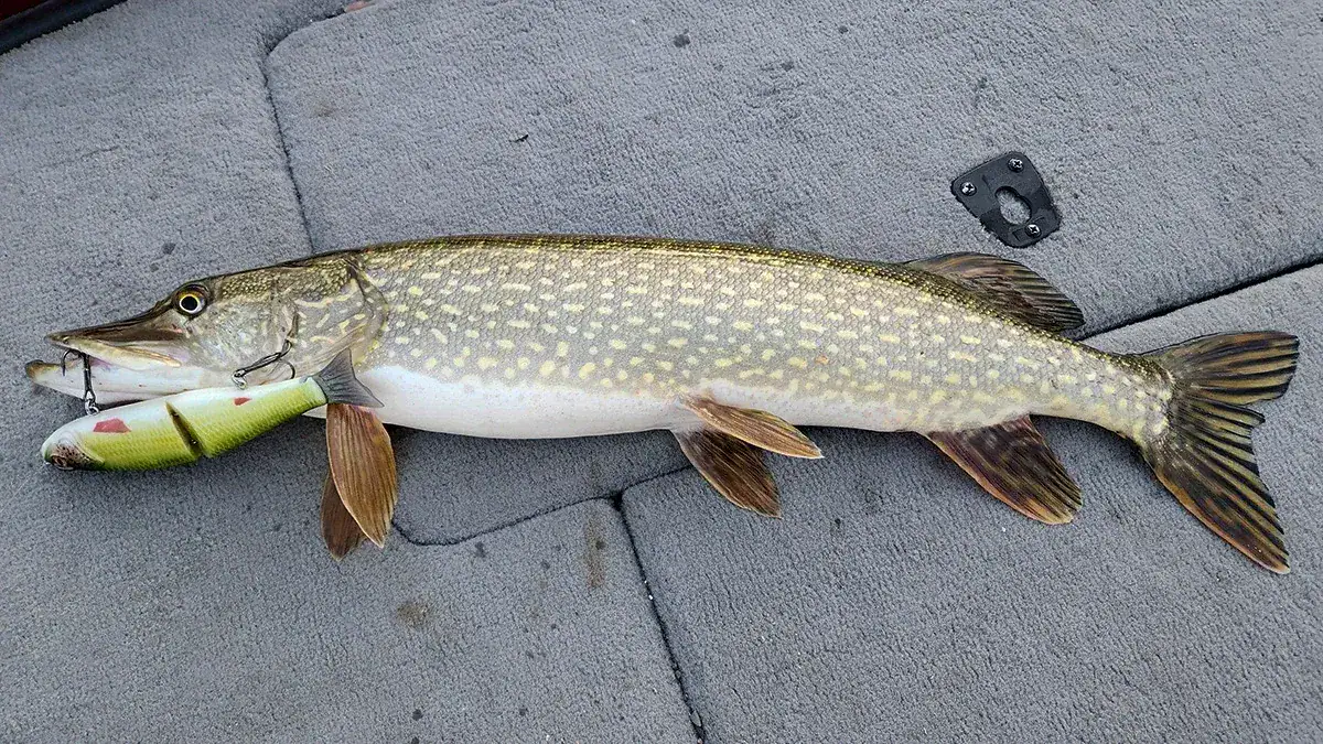 An early-season Northern Pike with bait in its mouth on the deck of a boat.