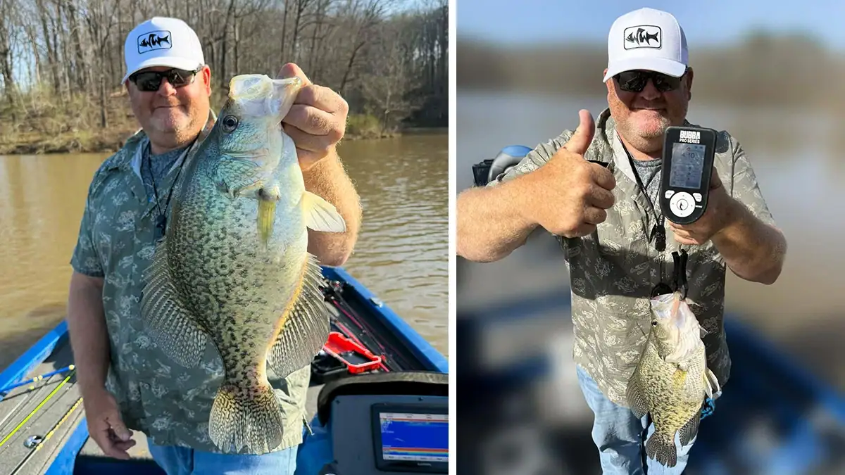 A composite image of Eric Morey holding up a four-pound crappie at left and weighing it on the right.