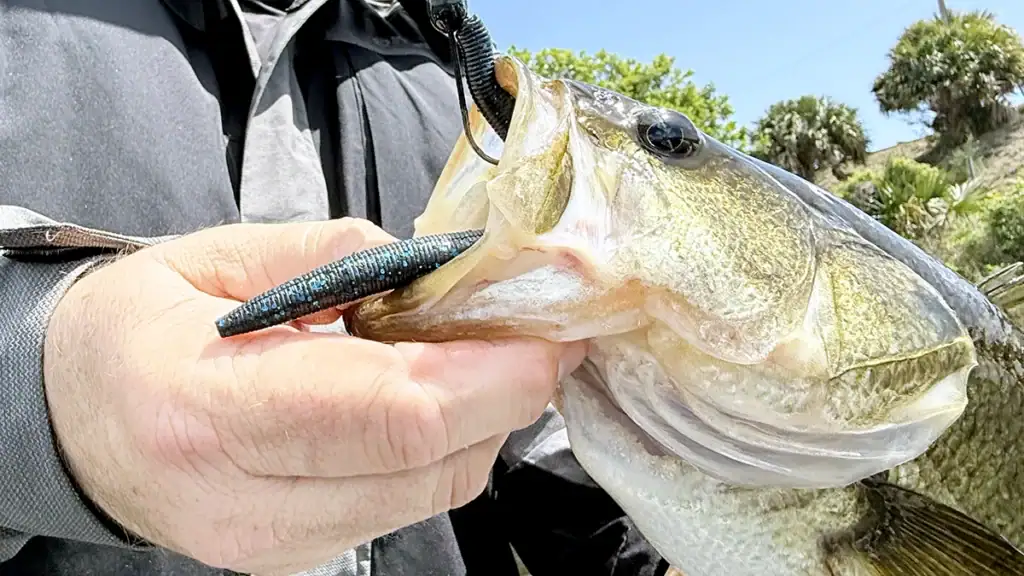 Bass caught on the Kissimmee River