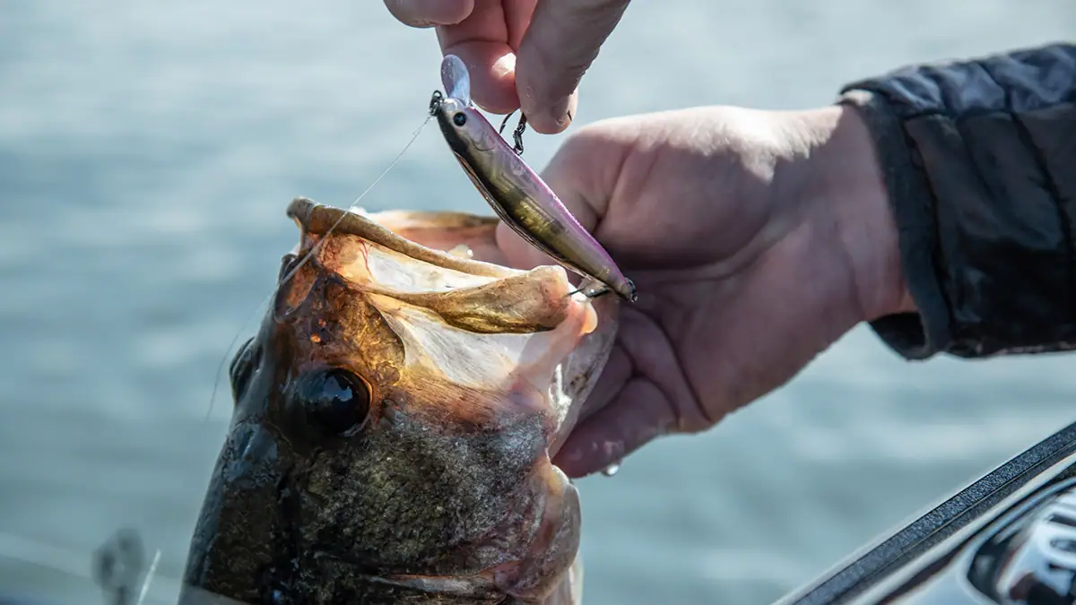 Lunkerhunt BLACK Series: The Daggr Stick.