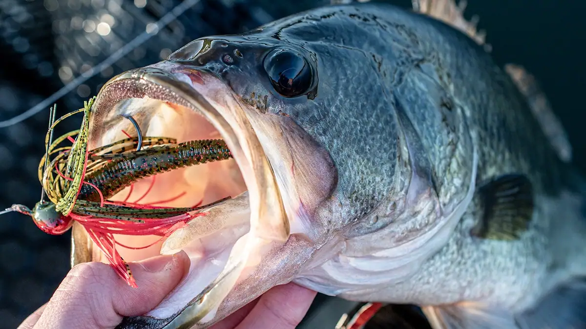 Lunkerhunt BLACK Series: The Ruffl Finesse Jig.