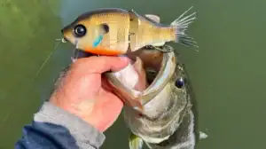 What Lures We're Throwing in May 2026 main image of a bass and the Clutch Wake Gill Wakebait