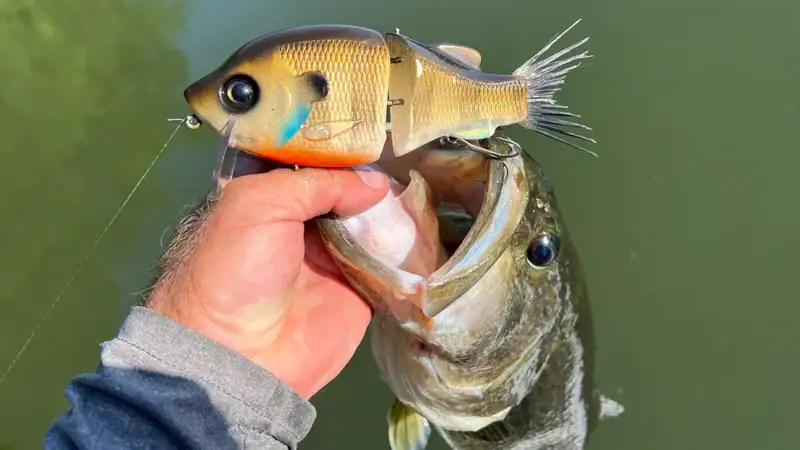 What Lures We're Throwing in May 2026 main image of a bass and the Clutch Wake Gill Wakebait