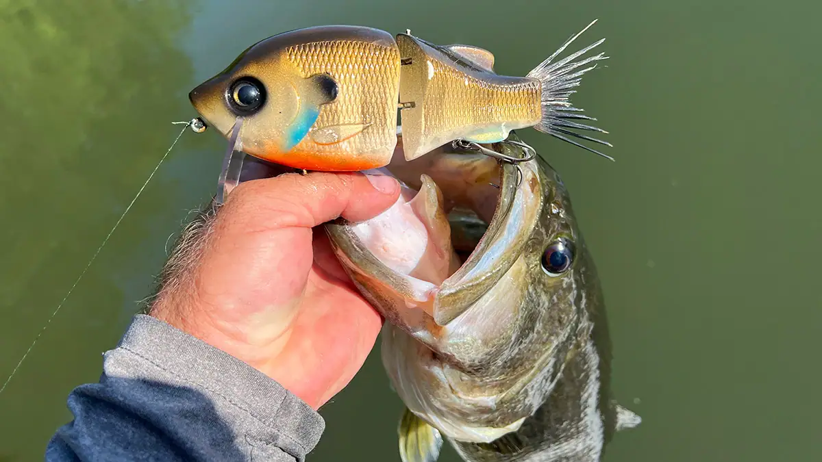 What Lures We're Throwing in May 2026 main image of a bass and the Clutch Wake Gill Wakebait