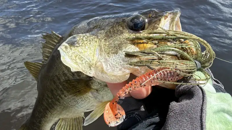Pulse Fish Lures Side Piece caught a bass