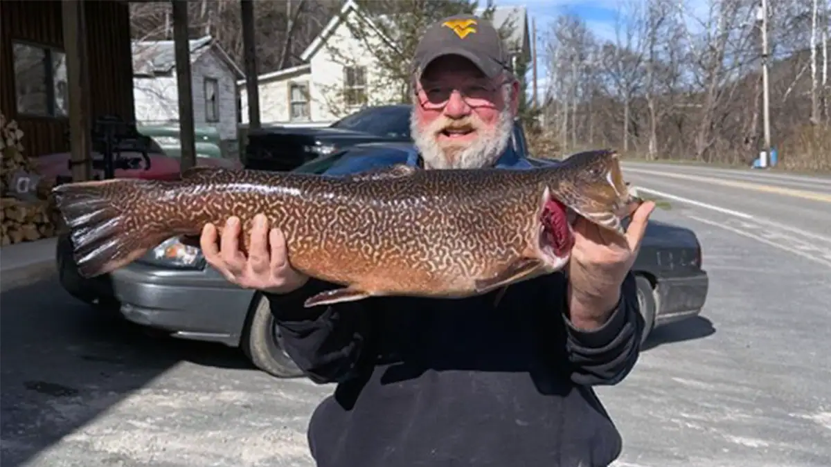 West Virginia Length Record Tiger Trout
