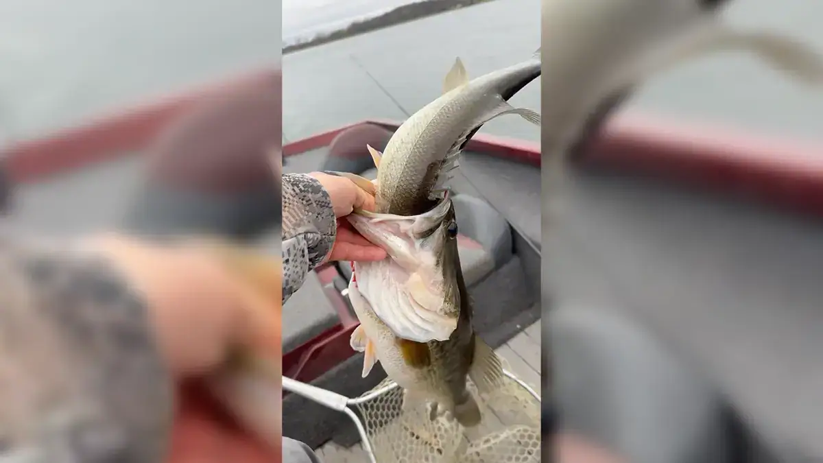 bass being eaten by another bass