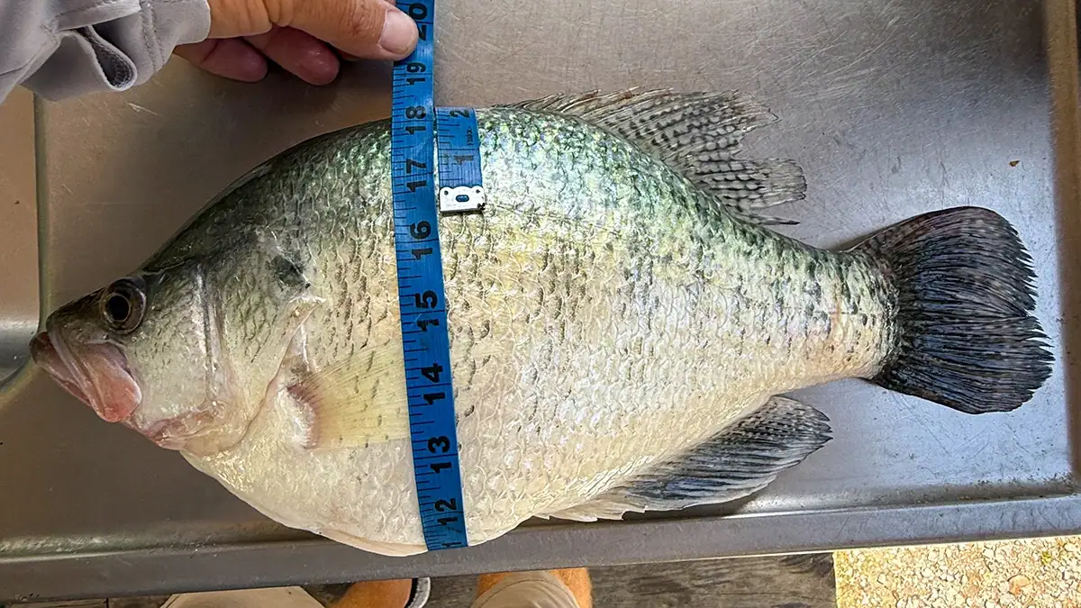 The four-pound crappie Barry Girten caught in Mississippi's Grenada Lake April 24.