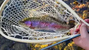 Catching trout in Gatlinburg.