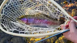 Catching trout in Gatlinburg.