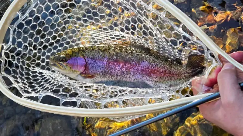 Catching trout in Gatlinburg.