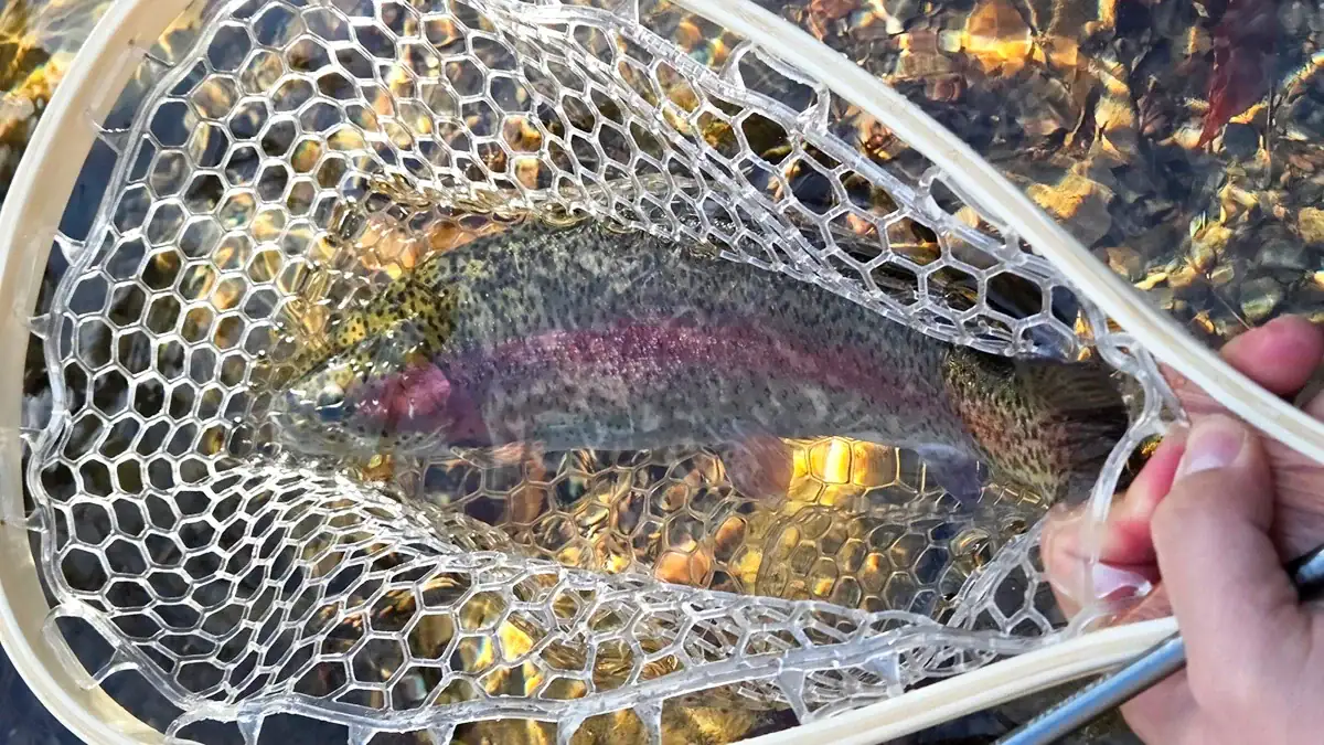 A trout netted in Gatlinburg.