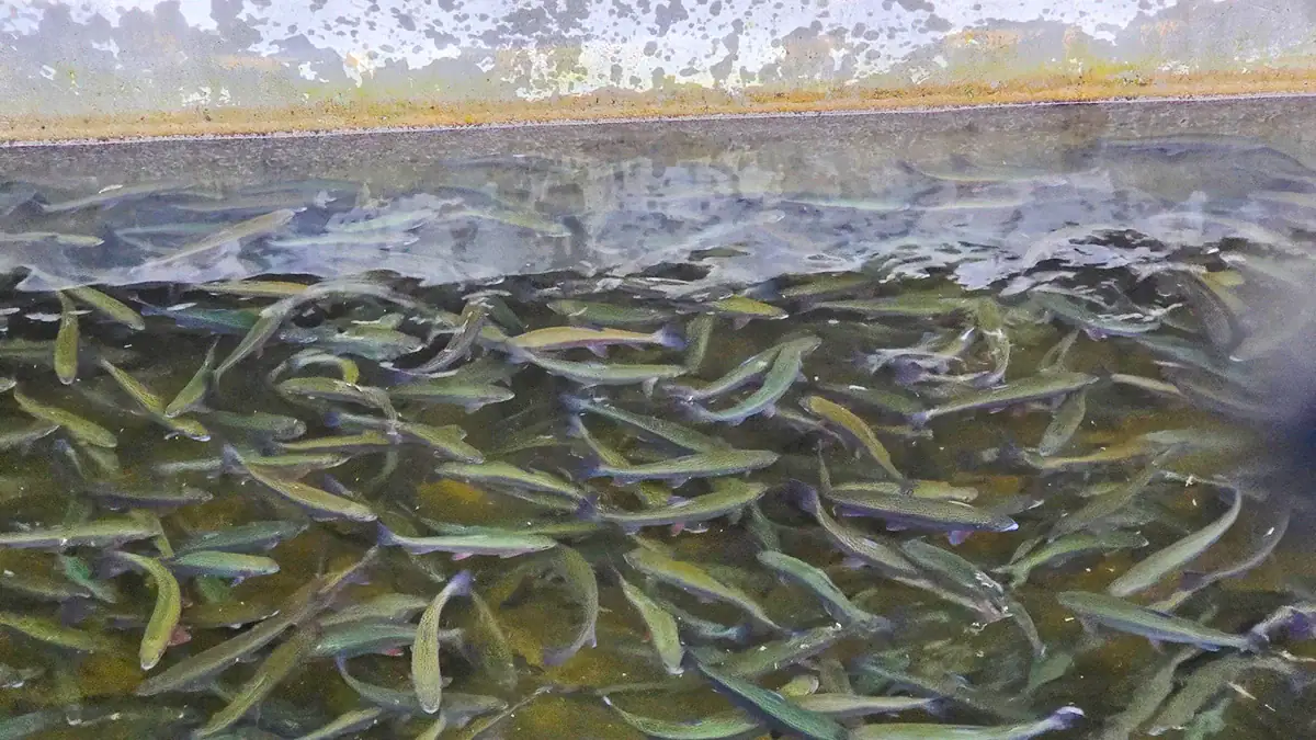 Trout at Gatlinburg's municipal trout facility.