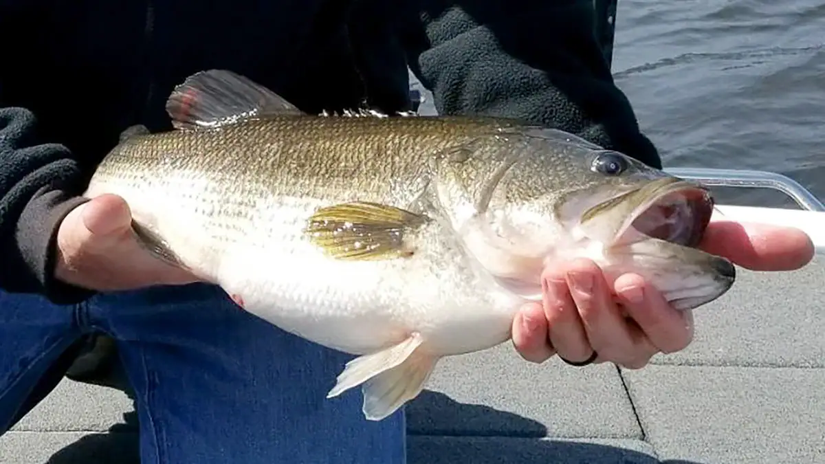 Holding a bass caught during the ice-out period.