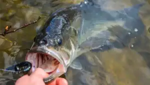 Manitoba Combats Illegal Largemouth Bass Introductions With Higher Limits