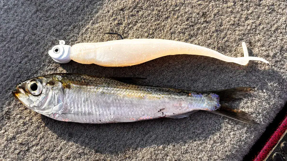 Bait for tight lining.