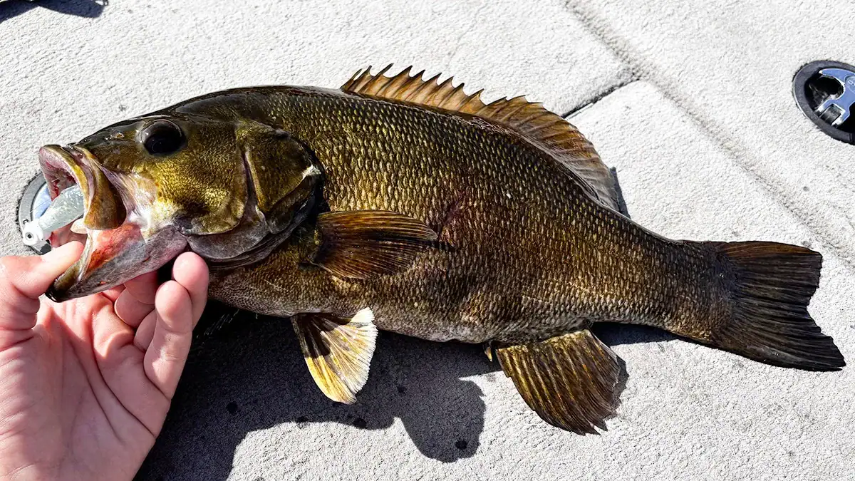 Tight lining, or moping, for bass.