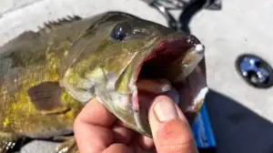Bass caught with tight lining technique.