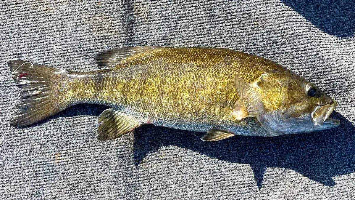 The fifth non-native bass resembling a smallmouth caught in Georgia’s Lake Allatoona.