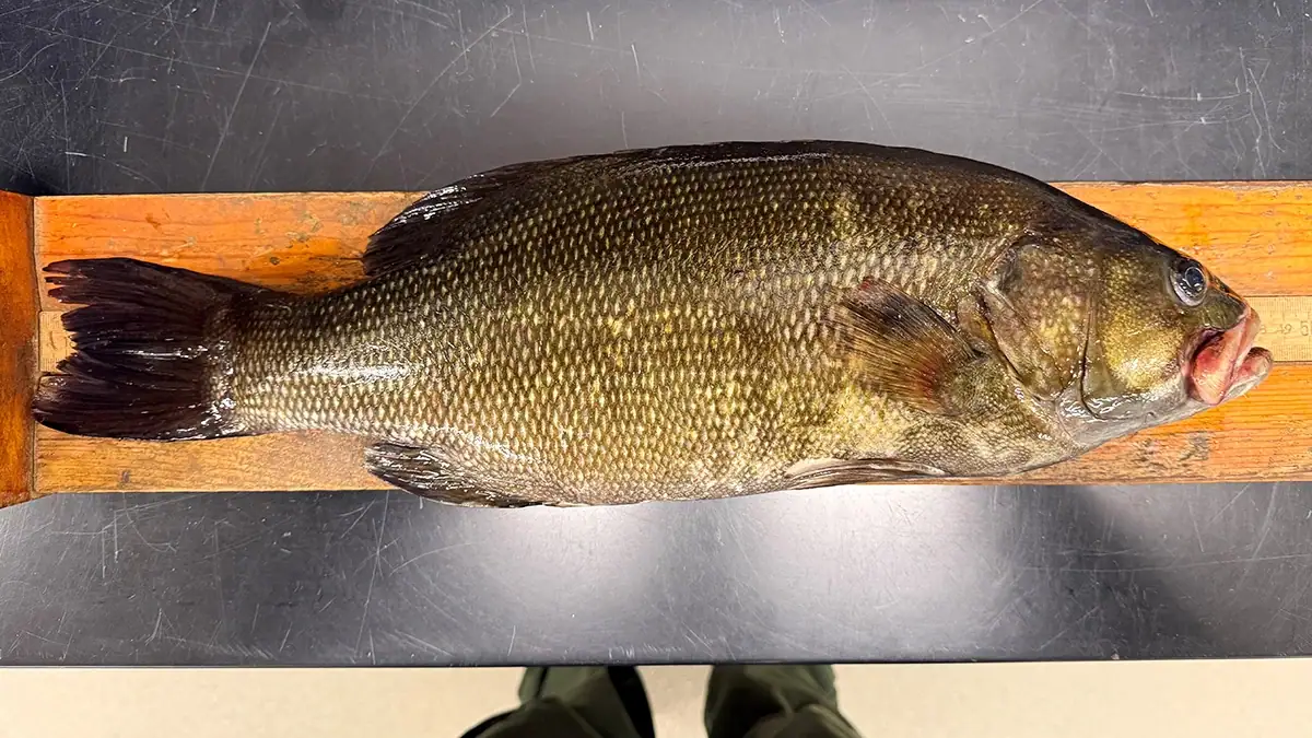 The sixth non-native bass resembling a smallmouth that came from Georgia’s Lake Allatoona, which was caught May 7.