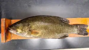 Smallmouth Began Appearing in This Georgia Lake. Here’s What Officials Are Doing.