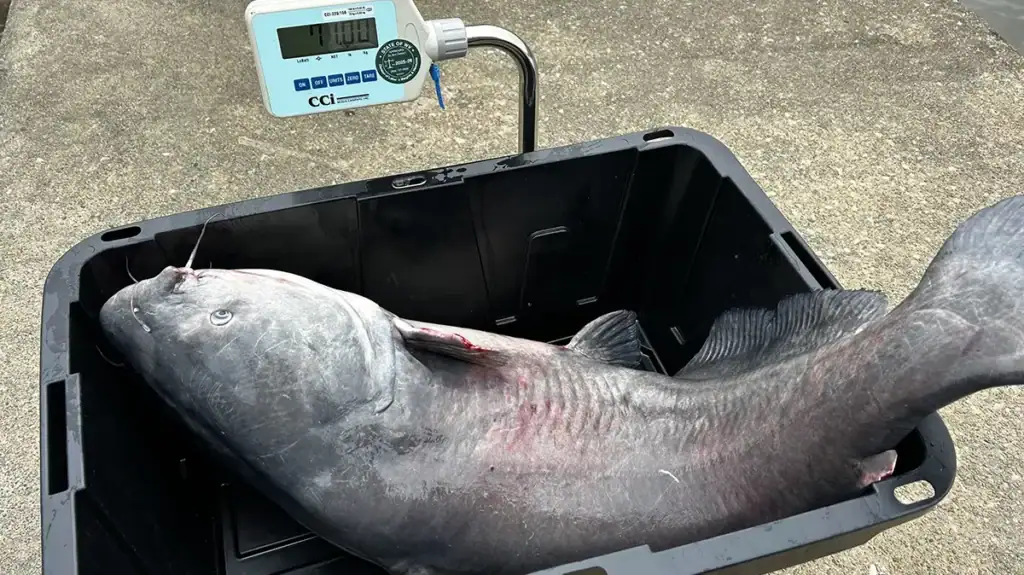 71 pound record blue catfish