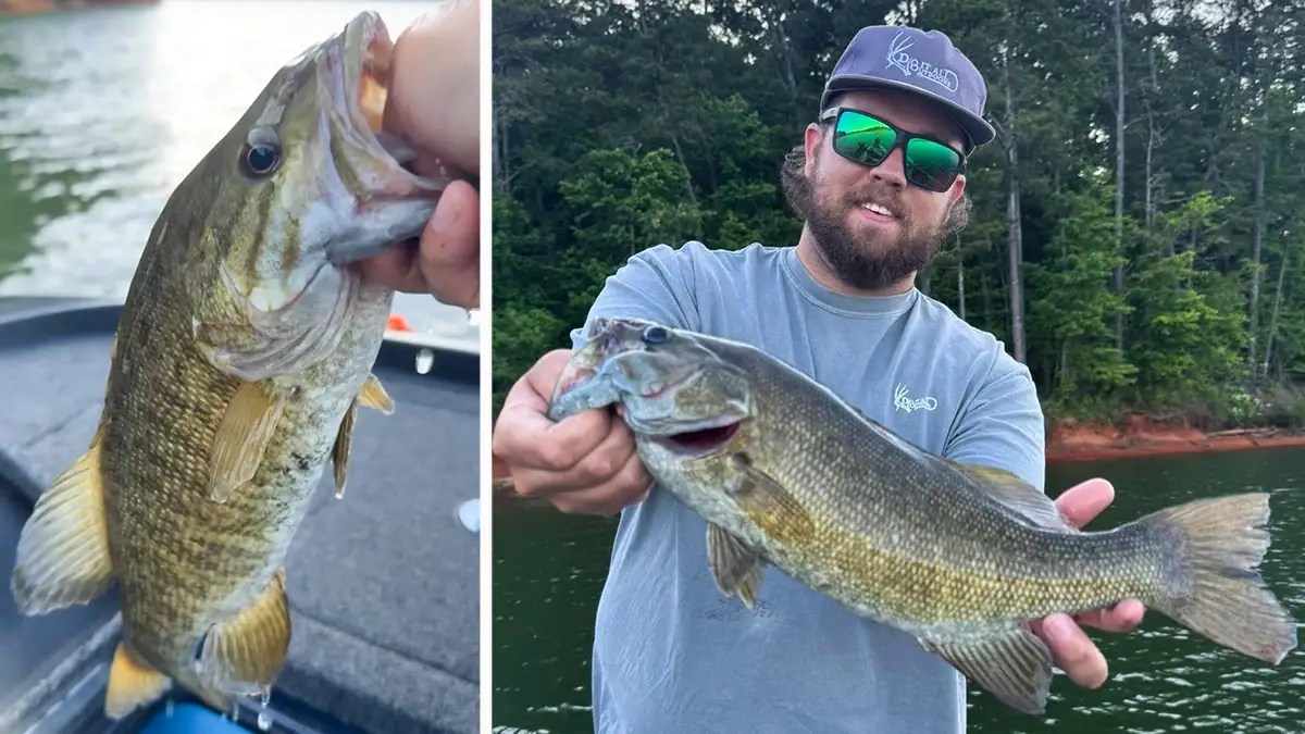 Two images of the seventh non-native bass resembling a smallmouth that came from Georgia’s Lake Allatoona.