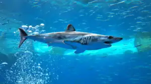 A shortfin mako shark swimming in an aquarium.
