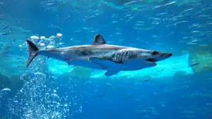 A shortfin mako shark swimming in an aquarium.