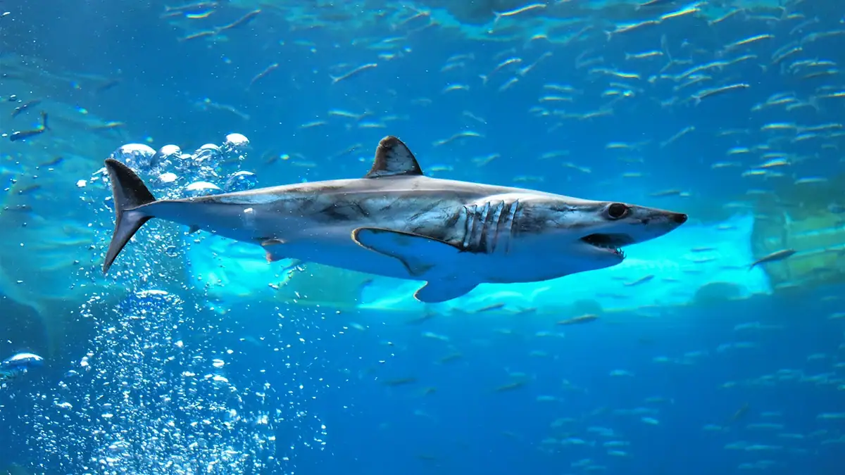 A shortfin mako shark swimming in an aquarium.