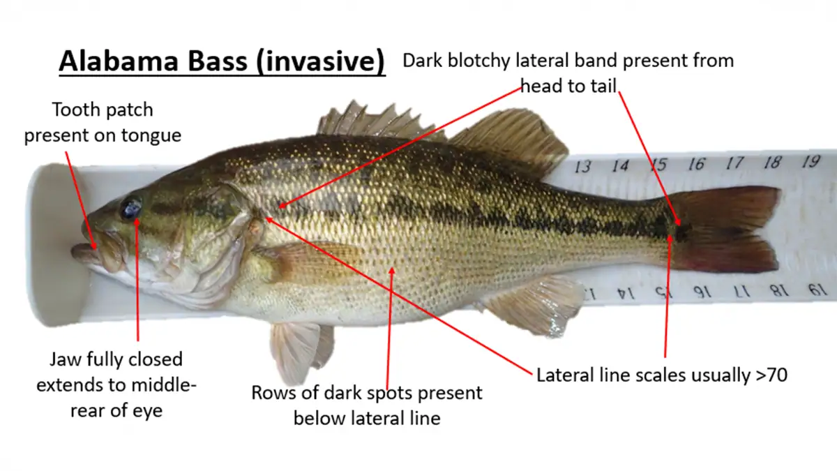 How to identify the Alabama bass.