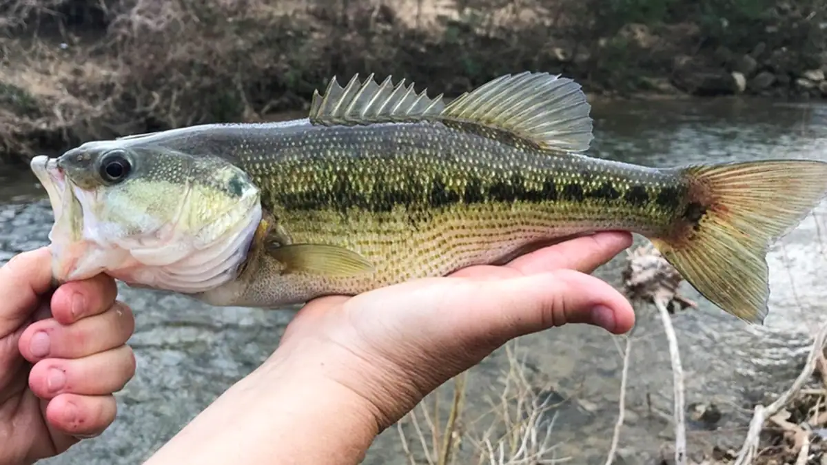 Image of an Alabama bass.
