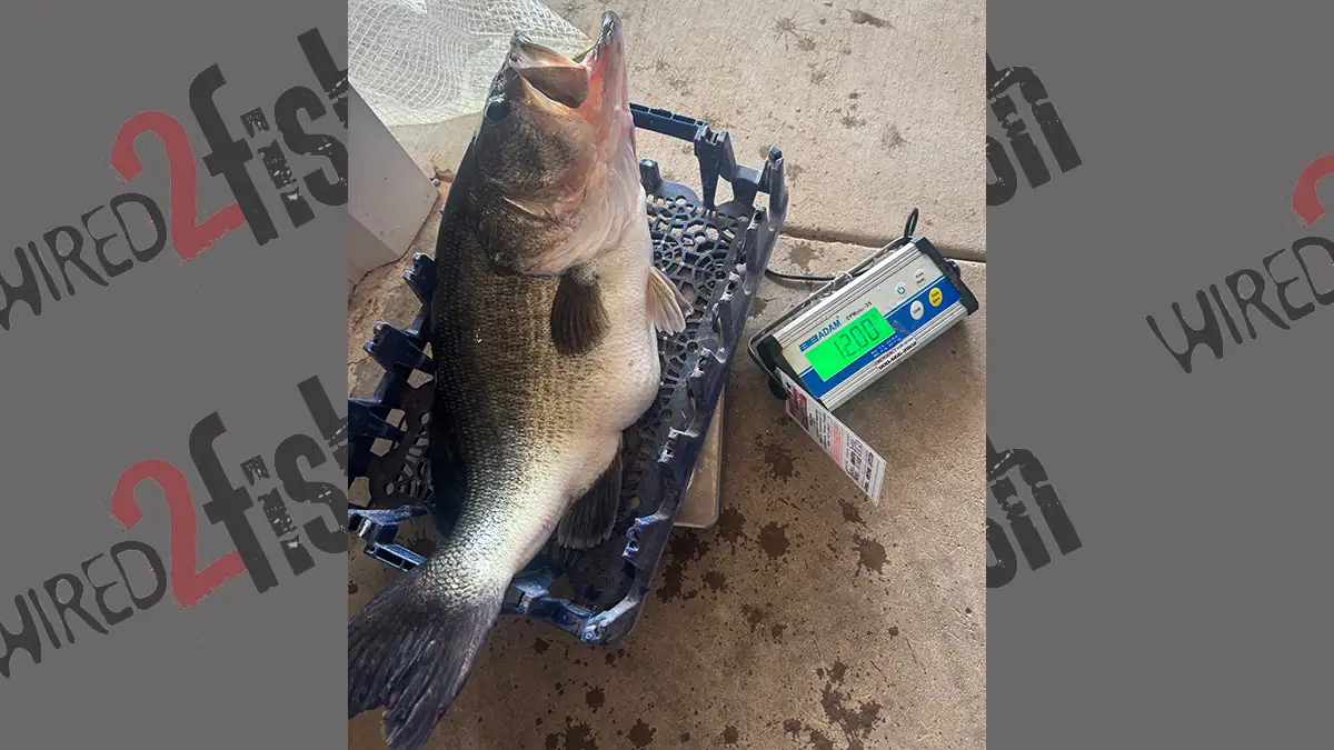 The 12-pound largemouth Bryan Reynolds recently caught and released at Lake Alan Henry in Texas.