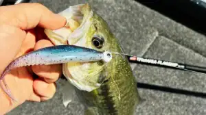 The FishUSA Flagship Elite Spinning Rod and a fish it caught.