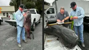 Monster Blue Catfish Breaks 11-Year-Old Florida Record