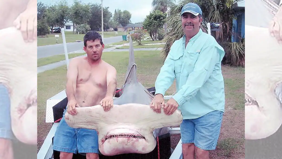 The IGFA record Great Hammerhead shark.