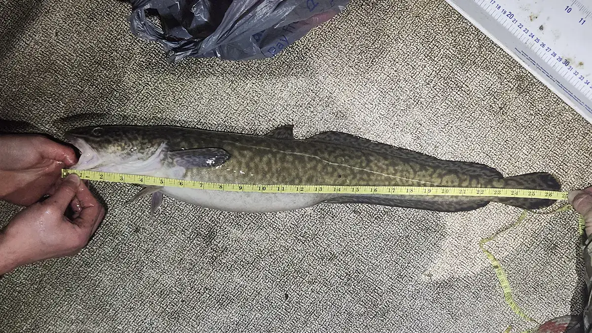Caleb Wilson's 26.75-inch, Idaho record-setting burbot, which he both caught and released March 19.