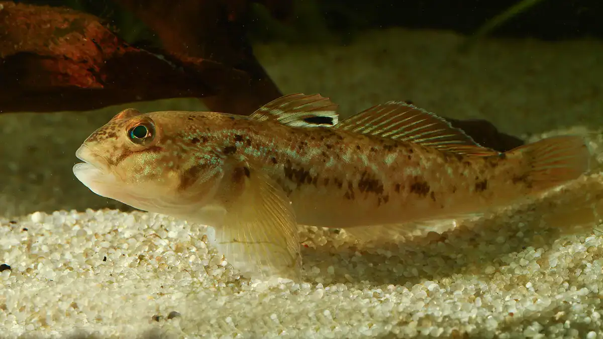 A round goby underwater.