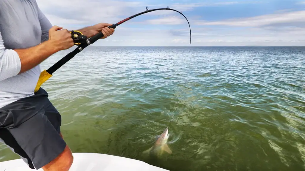 An angler fishing for sharks