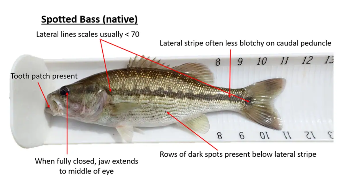 How to identify a spotted bass.
