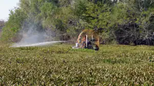 spraying water hyacinth