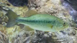 Kentucky Scientists Unlock DNA Secret to Massive Largemouths