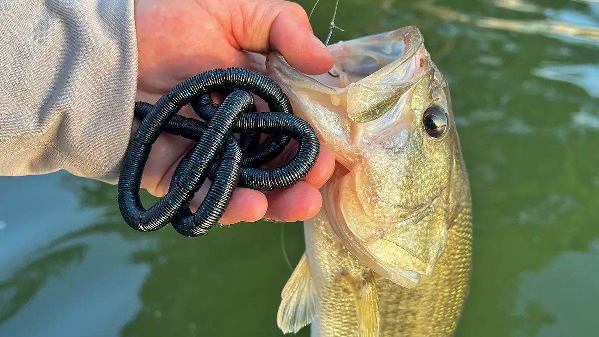 A hooked bass with a coil of the 32-inch WURM Stickity Split lure.