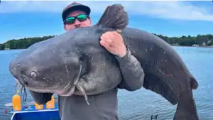 Catching and Releasing Nearly 300 Pounds of Catfish in Two Hours