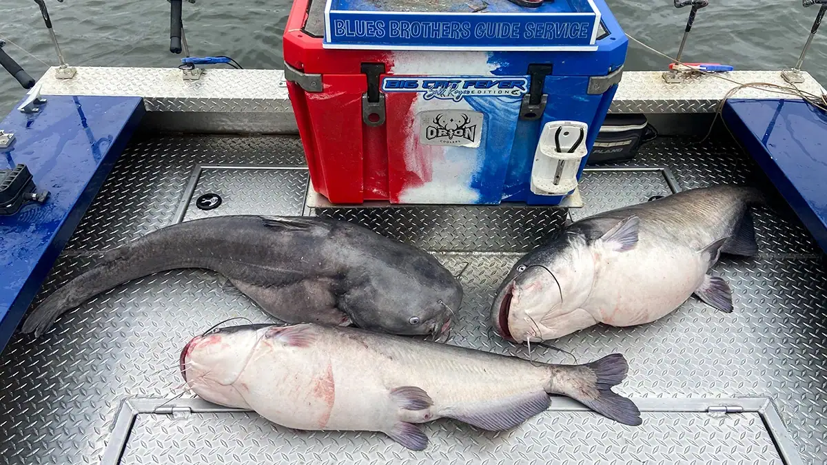 Three of the massive catfish that Zakk Royce recently caught.