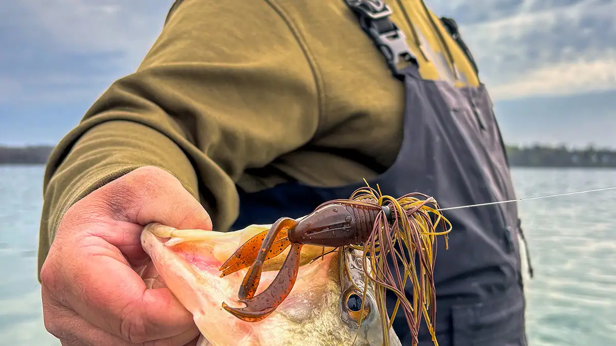 An angler holds a bass hooked with a skirted jig.