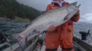 Warming Waters Accelerate Pike Predation On Alaska’s Salmon