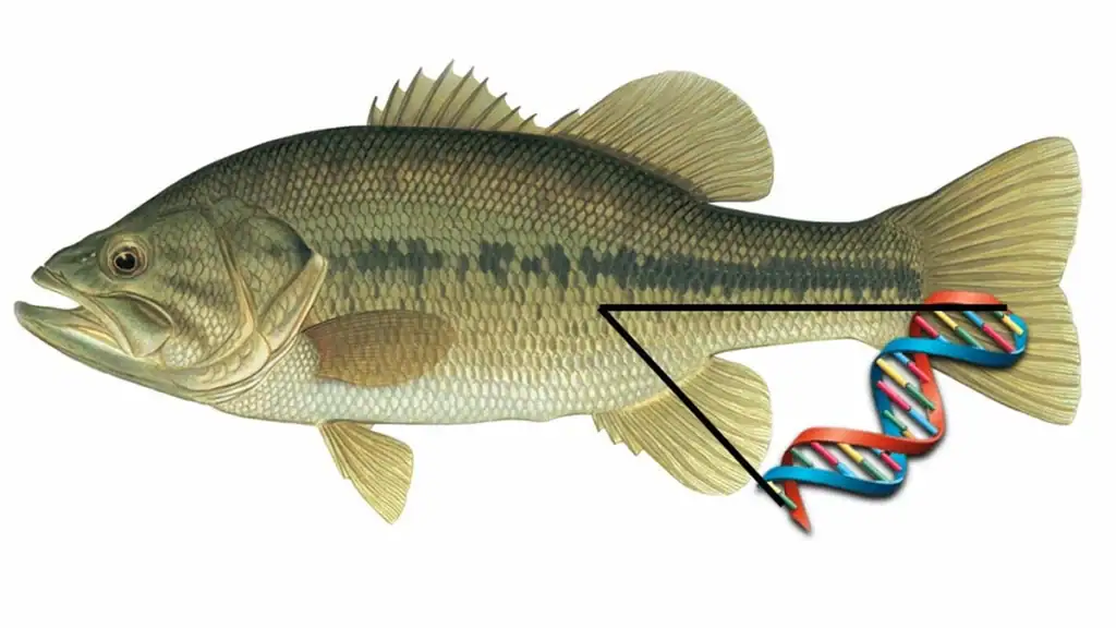 Bass illustration