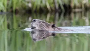 Boy Attacked by Beaver While Fishing